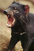 Tasmanian Devil - Tasmanischer Teufel (oder Beutelteufel)