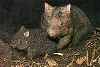 Wombat (auch Plumpbeutler)