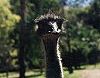 Emu