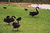 Black Swan - Schwarze Schwne