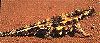 Thorny Devil - Dornenechse