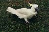 Cockatoo - Kakadu